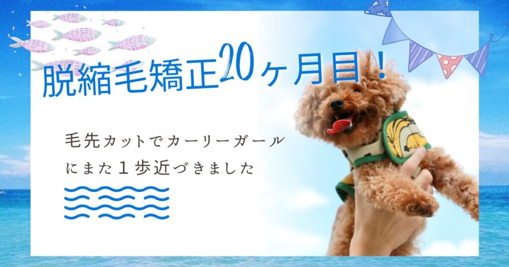 縮毛矯正を止めて20ヶ月経過後のくせ毛の毛の様子を紹介する記事のアイキャッチ画像