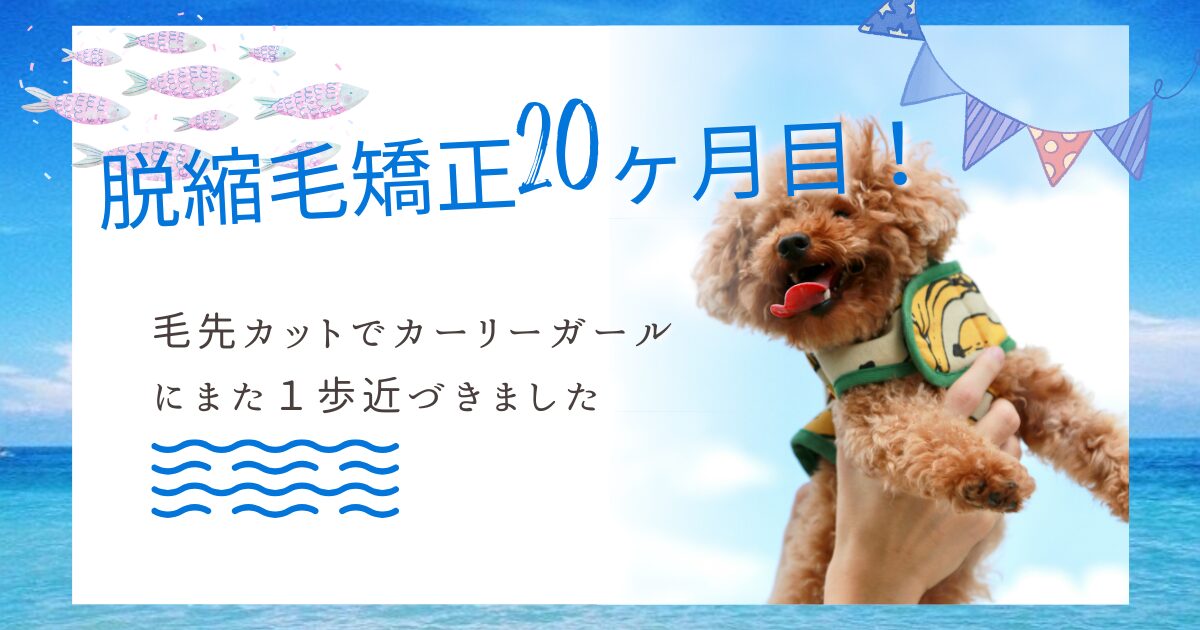 縮毛矯正を止めて20ヶ月経過後のくせ毛の毛の様子を紹介する記事のアイキャッチ画像