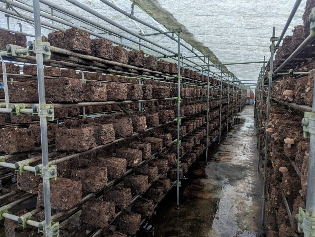 栽培用ハウスのなかにしいたけの菌床が並んでいる