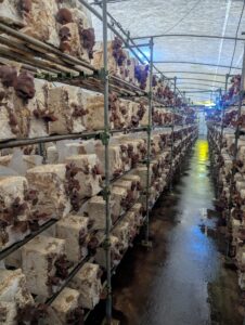 きくらげの菌床