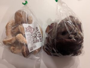 佐倉きのこ園で採ったしいたけときくらげ