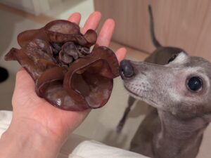 生きくらげとイタリアングレーハウンド