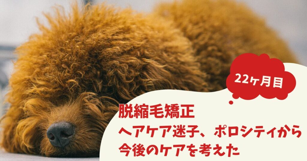 脱縮毛矯正22ヶ月目の経過報告のブログアイキャッチ