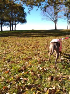 落ち葉の上を歩くイタリアングレーハウンド