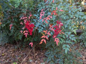 真っ赤な南天の実